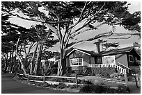 Residential homes and cypress trees. Carmel-by-the-Sea, California, USA (black and white)