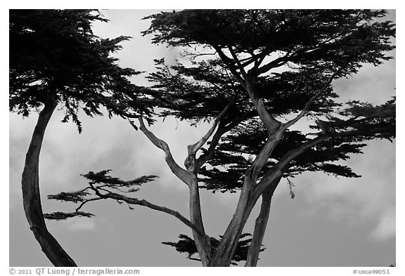 Monterey Cypress and sky, Lovers Point. Pacific Grove, California, USA
