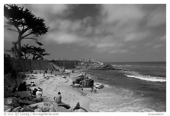 Cypress and beach, Lovers Point Park. Pacific Grove, California, USA (black and white)