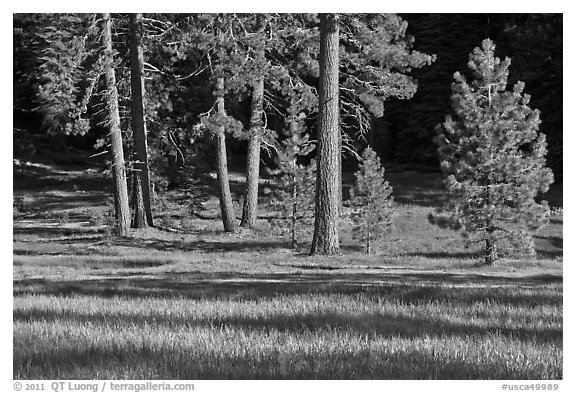 Pines and Indian Basin Meadow. Giant Sequoia National Monument, Sequoia National Forest, California, USA (black and white)