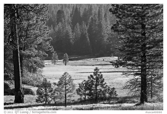 Indian Basin Meadow framed by pines. Giant Sequoia National Monument, Sequoia National Forest, California, USA (black and white)
