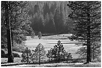 Meadow framed by pines, Giant Sequoia National Monument near Kings Canyon National Park. California, USA (black and white)