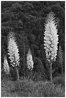 Yucca in bloom near Yucca Point, Giant Sequoia National Monument near Kings Canyon National Park. California, USA (black and white)