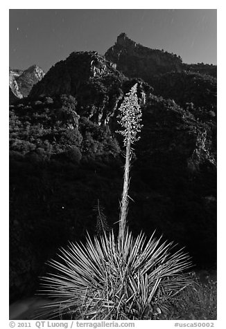 Yucca and Kings Canyon walls at night. Giant Sequoia National Monument, Sequoia National Forest, California, USA (black and white)