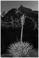 Yucca and canyon walls at night, Giant Sequoia National Monument near Kings Canyon National Park. California, USA (black and white)