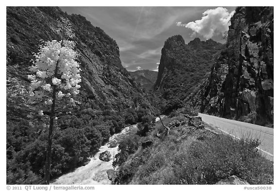 Yucca, river, and road in Kings Canyon. Giant Sequoia National Monument, Sequoia National Forest, California, USA (black and white)