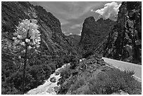 Yucca, river, and road in Kings Canyon, Giant Sequoia National Monument near Kings Canyon National Park. California, USA (black and white)