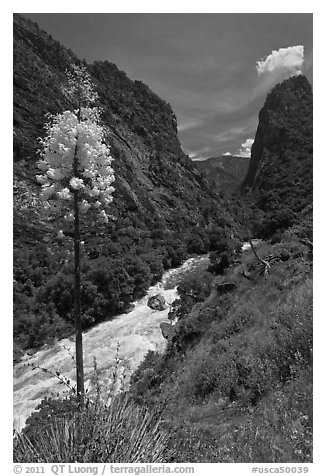Yucca in bloom and Kings River in steep section of Kings Canyon. Giant Sequoia National Monument, Sequoia National Forest, California, USA (black and white)