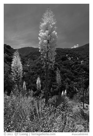 Yucca in bloom in Kings Canyon. Giant Sequoia National Monument, Sequoia National Forest, California, USA (black and white)