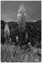 Yucca in bloom in Kings Canyon, Giant Sequoia National Monument near Kings Canyon National Park. California, USA (black and white)
