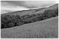 Hills in spring, Evergreen. San Jose, California, USA ( black and white)