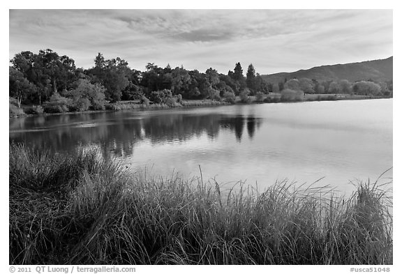 Reeds and lake, Vasona Lake County Park, Los Gatos. California, USA
