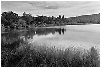 Reeds and lake, Vasona Lake County Park, Los Gatos. California, USA ( black and white)
