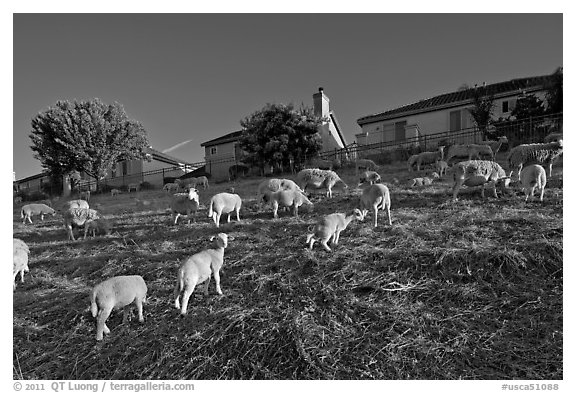 Sheep grazing below houses, Silver Creek. San Jose, California, USA (black and white)