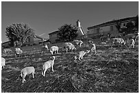Sheep grazing below houses, Silver Creek. San Jose, California, USA ( black and white)