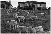 Sheep and suburban hones, Silver Creek. San Jose, California, USA ( black and white)