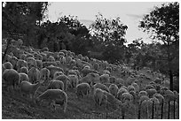 Sheep at sunset, Silver Creek. San Jose, California, USA ( black and white)