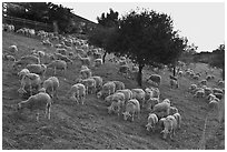 Herd of sheep, Silver Creek. San Jose, California, USA ( black and white)