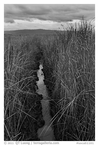 Narrow creek and tall grasses, Alviso. San Jose, California, USA (black and white)
