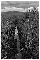 Narrow creek and tall grasses, Alviso. San Jose, California, USA (black and white)