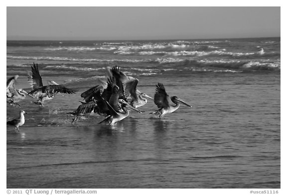 Pelicans, Scott Creek Beach. California, USA (black and white)