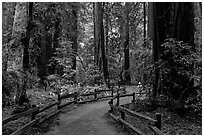 Visitor in redwood forest. Muir Woods National Monument, California, USA ( black and white)