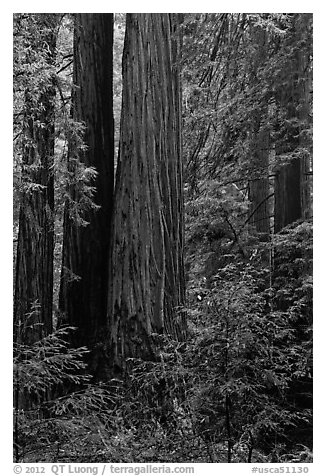 Redwoods and lush undergrowth. Muir Woods National Monument, California, USA (black and white)