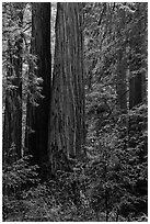 Redwoods and lush undergrowth. Muir Woods National Monument, California, USA ( black and white)