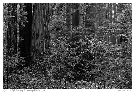 Lush redwood forest. Muir Woods National Monument, California, USA (black and white)