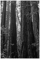 Tall redwood trees in fog. Muir Woods National Monument, California, USA ( black and white)