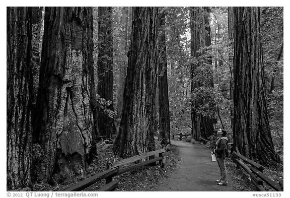 Woman looking at tall redwood trees. Muir Woods National Monument, California, USA