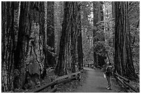 Woman looking at tall redwood trees. Muir Woods National Monument, California, USA (black and white)