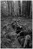 Tiny stream and ferns. Muir Woods National Monument, California, USA ( black and white)