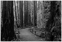 Trail through Cathedral Grove. Muir Woods National Monument, California, USA ( black and white)