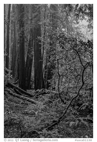 Fog. Muir Woods National Monument, California, USA