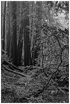 Fog. Muir Woods National Monument, California, USA ( black and white)