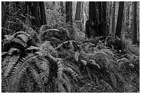 Ferns and redwood trees. Muir Woods National Monument, California, USA ( black and white)