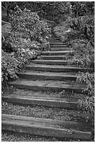 Uphill path, Hakone gardens. Saragota,  California, USA ( black and white)