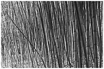 Bamboo grove. Saragota,  California, USA ( black and white)