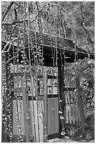 Gate and blossoms. Saragota,  California, USA ( black and white)