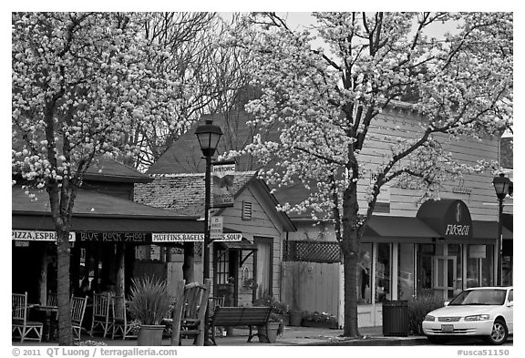 Main street in spring. Saragota,  California, USA (black and white)