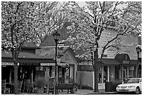 Main street in spring. Saragota,  California, USA ( black and white)
