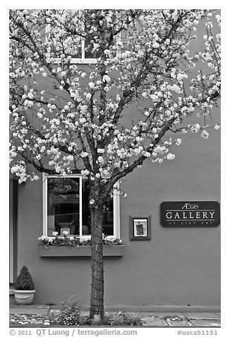 Tree in bloom and art gallery. Saragota,  California, USA
