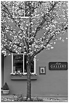 Tree in bloom and art gallery. Saragota,  California, USA ( black and white)
