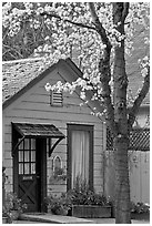 Tree in bloom and house. Saragota,  California, USA ( black and white)