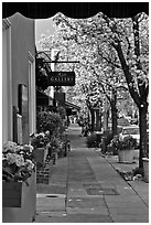 Sidewalk framed by blooming trees. Saragota,  California, USA ( black and white)