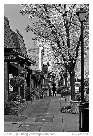 Sidewalk with blossoms. Saragota,  California, USA