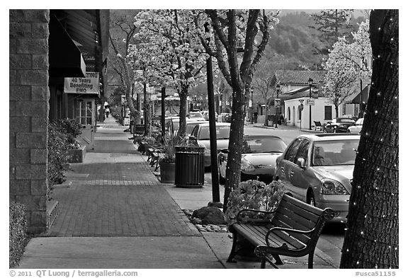 Street with blossoming trees. Saragota,  California, USA