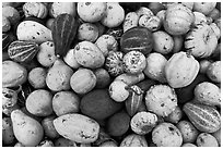 Gourds and pumpkins. Half Moon Bay, California, USA (black and white)