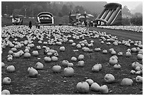 Pumpkin patch and slides. Half Moon Bay, California, USA ( black and white)
